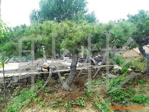 供應(yīng)工程苗油松3-7m 價格、廠商與選購指南