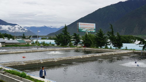 高原魚蝦游進尋常百姓家 珠海援藏力量填補西藏水產養殖產業化空白