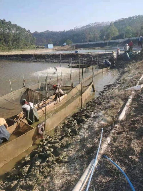 蓬江區(qū)榮獲省級水產(chǎn)健康養(yǎng)殖與生態(tài)養(yǎng)殖示范區(qū)認(rèn)定，引領(lǐng)內(nèi)陸水產(chǎn)養(yǎng)殖銷售新風(fēng)向